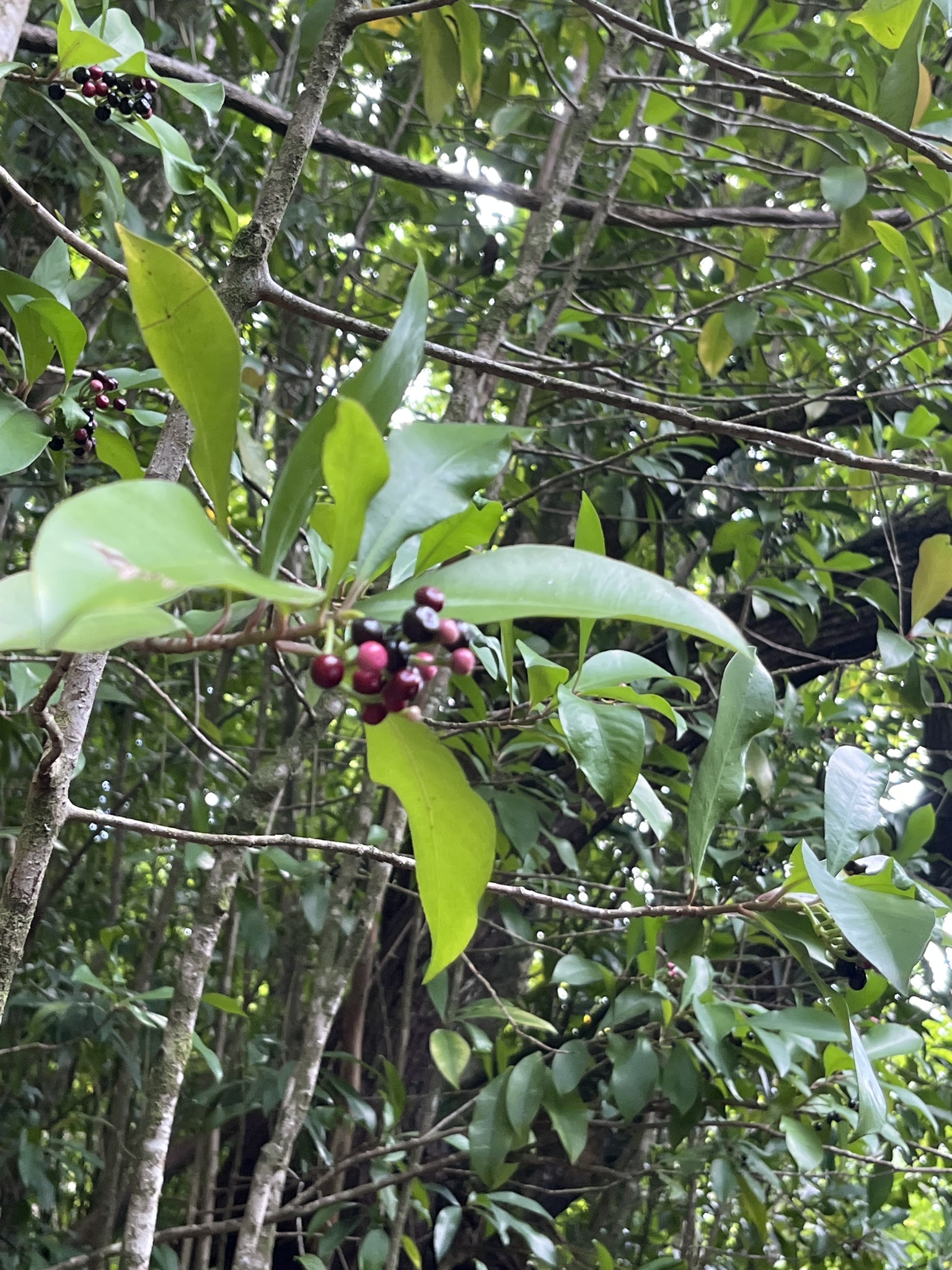 Imagem de Café-de-bugre