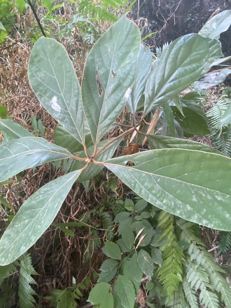 Actinodaphne pilosa (Actinodaphne pilosa)