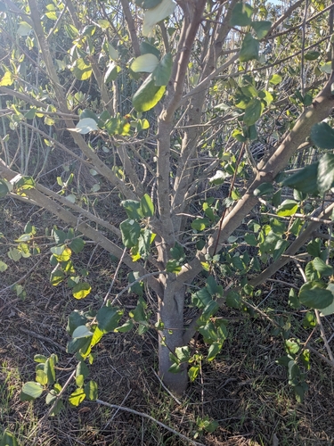 Image of Ceanothus arboreus by (c) Aaron Kreisberg, some rights reserved (CC BY)