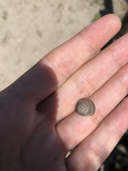 Triodopsis juxtidens