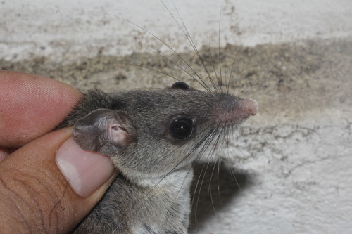 Michoacán Deer Mouse