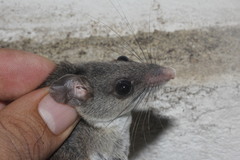 Osgood's Deermouse photo 3