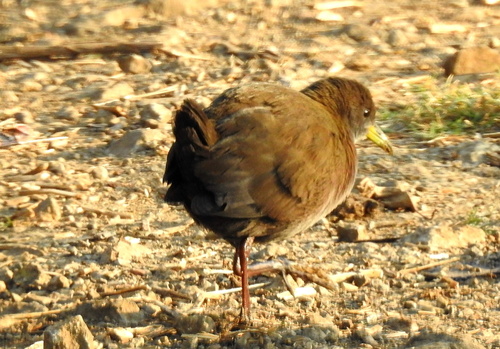Brown Crake
