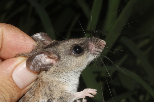 Jalisco Deermouse (Peromyscus chrysopus) — Data Deficient Mammalia