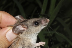 Tawny Deermouse photo 3