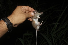 Tawny Deermouse photo 4