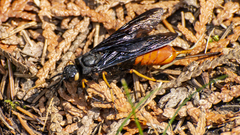 Urocerus cressoni