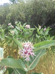 Asclepias speciosa