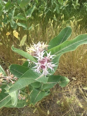 Asclepias speciosa