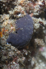 Penares saccharis