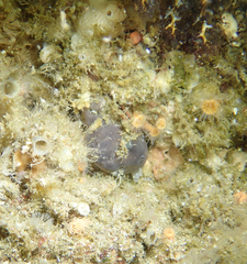 Penares saccharis