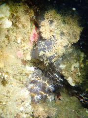 Penares saccharis