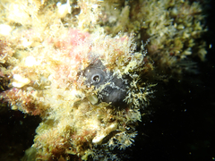 Penares saccharis