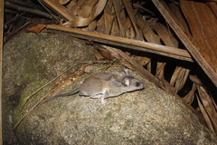 Tawny Deermouse photo 5