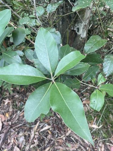 Foto de Árvore-de-fogo