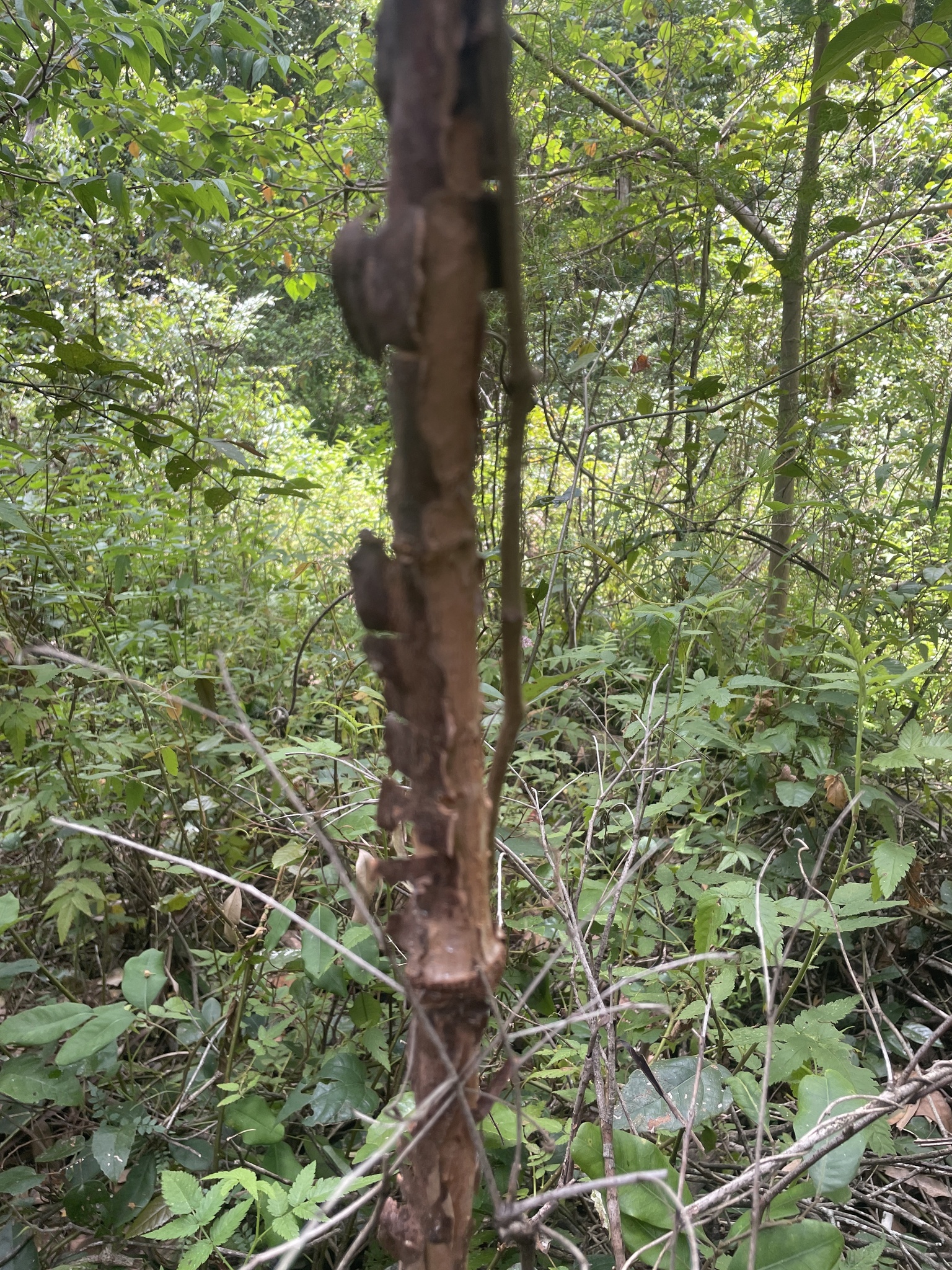 Imagem de Árvore-de-fogo