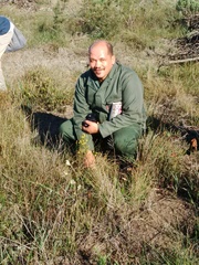 Chrysocoma esterhuyseniae