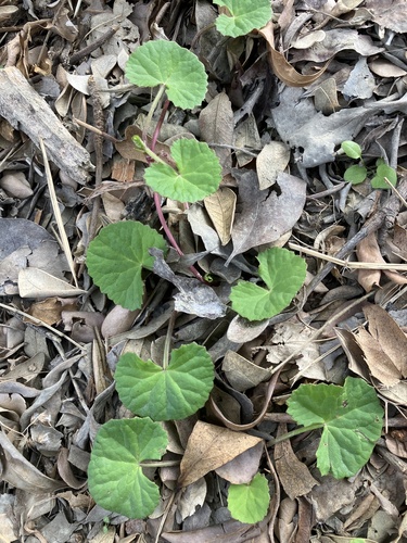Foto de Centella