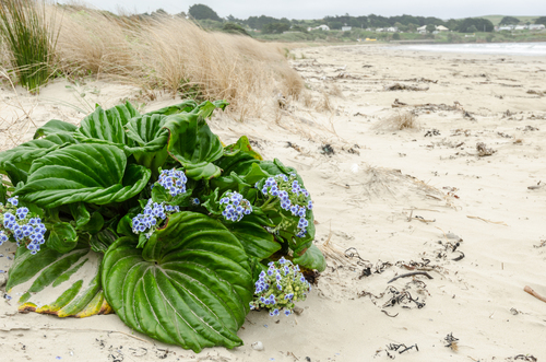 Myosotidium hortensia
