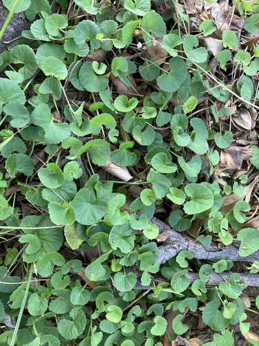 Foto de Centella