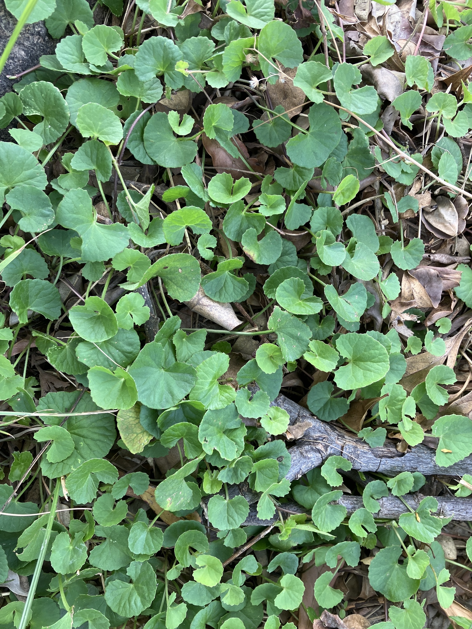Imagem de Centella