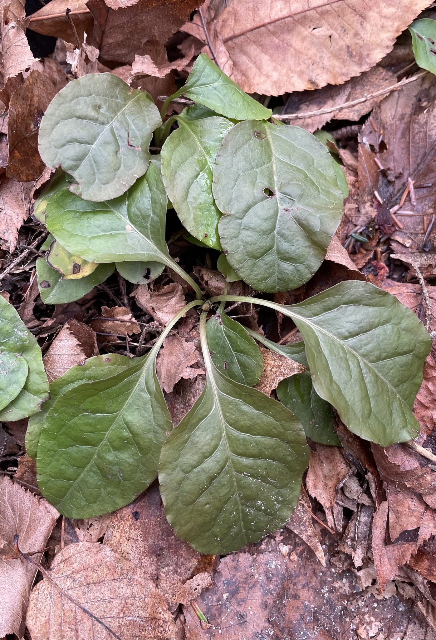 Imagem de Pyrola
