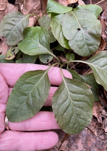 Pyrola