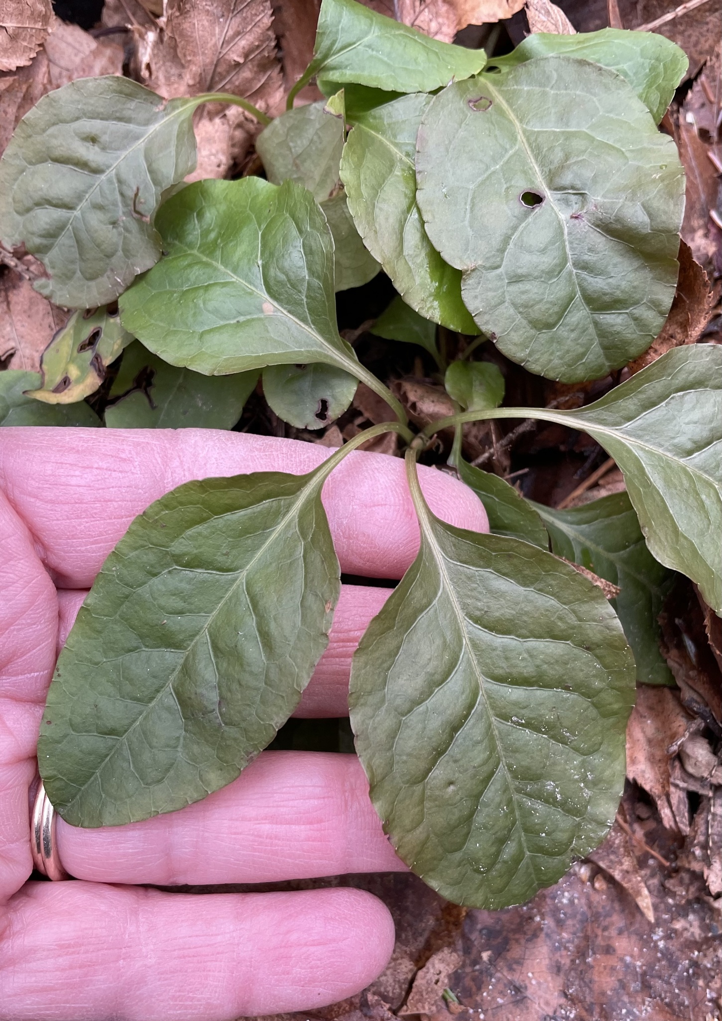 Imagem de Pyrola