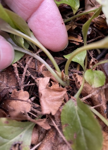 Foto de Pyrola