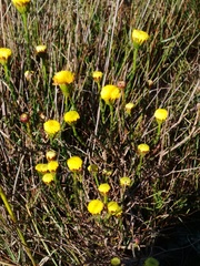 Chrysocoma esterhuyseniae