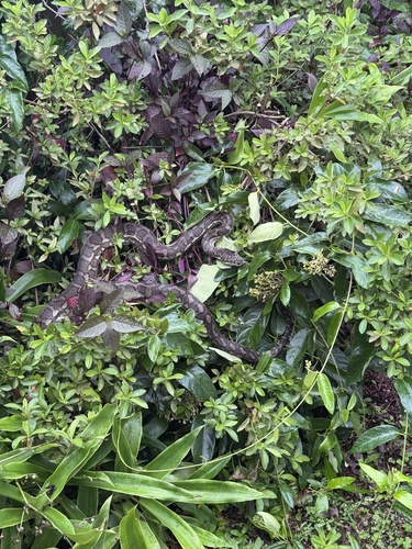 Coastal Carpet Python sighting