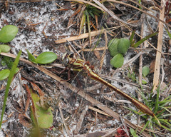 Phanogomphus minutus