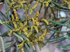 Arceuthobium divaricatum