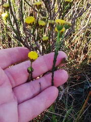 Chrysocoma esterhuyseniae