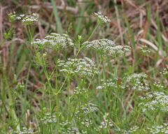 Ptilimnium capillaceum