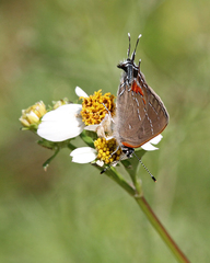 Satyrium favonius