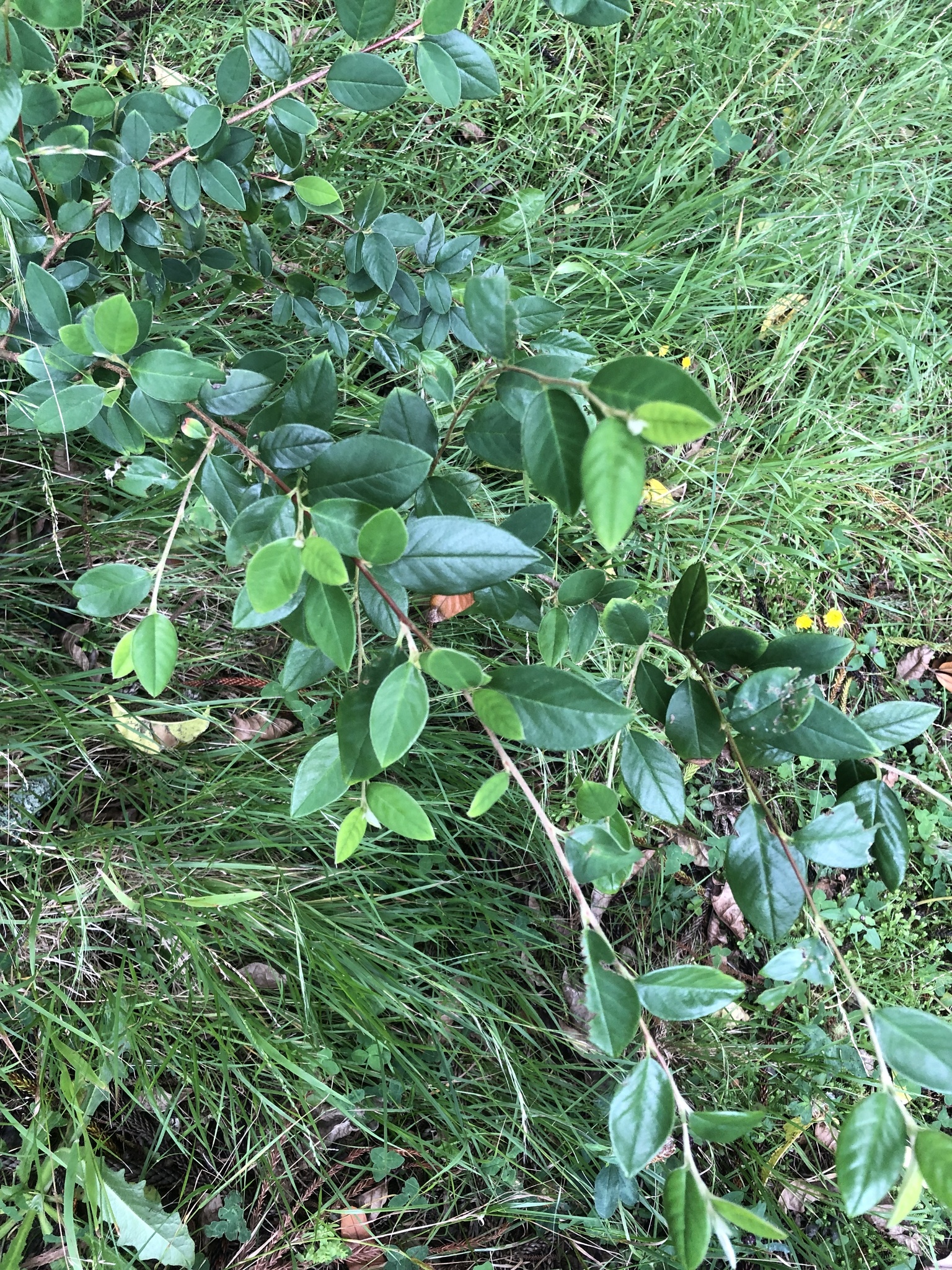 Imagem de Cotoneaster