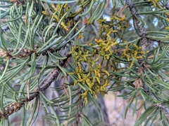 Arceuthobium divaricatum