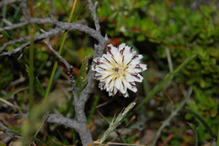 Hypochaeris incana