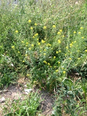 Sisymbrium loeselii