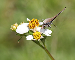 Satyrium favonius