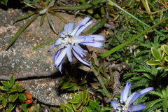 Perezia recurvata