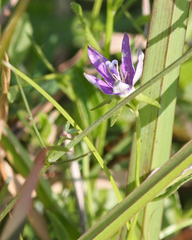 Campanula floridana