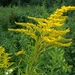 Three-nerved Goldenrods - Photo (c) Roy, some rights reserved (CC BY-NC), uploaded by Roy