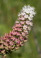 Stenanthium densum