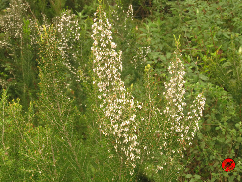 Avistamiento Erica arborea