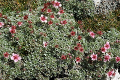 Potentilla nitida
