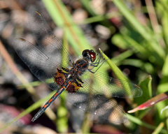 Celithemis ornata