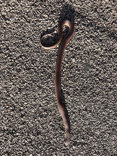 Mulga Snake sighting