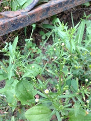 Erigeron canadensis